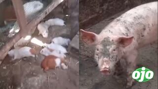 Ate: vecinos denuncian que animal ataca y deja sin vida a sus mascotas