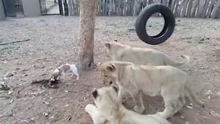 Facebook: Valiente cachorro se enfrenta a tres leones por su comida [VIDEO]