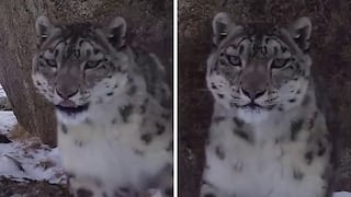 El instante en que un leopardo de las nieves intenta comerse una cámara espía