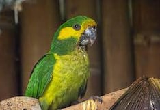 Loro orejiamarillo pierde su hábitat debido a deforestación por cultivos de palma aceitera