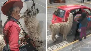 La historia detrás de la llama y su dueña "tomando" un taxi en Cusco (VIDEO)