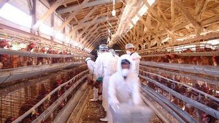 Matan medio millón de aves contra “propagación” de gripe aviar 