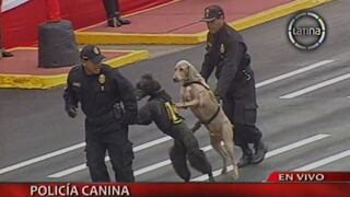 Parada Militar 2013: Perros se roban el show y emocionan a Nadine Heredia [VIDEO]