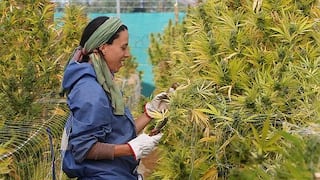 Chile resultó ser el paraíso para amantes de la marihuana