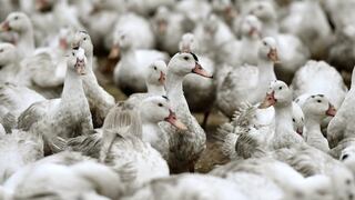 Gripe aviar H3N8 en Perú: qué tan peligrosa es y cómo cuidarse ante detección de casos