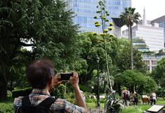 Planta que florece cada siglo causa furor en Japón y todos quieren ir a verla