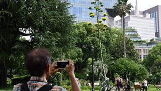 Planta que florece cada siglo causa furor en Japón y todos quieren ir a verla