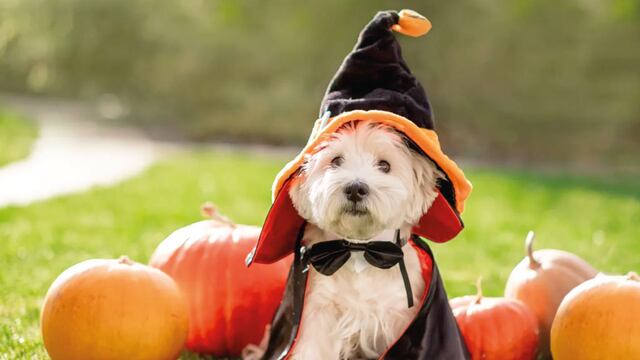 ¿Halloween pet-friendly? Alistan evento para celebrar esta fiesta junto a su mascota