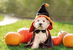 ¿Halloween pet-friendly? Alistan evento para celebrar esta fiesta junto a su mascota