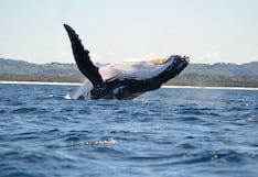 Gobierno crea Reserva Nacional Mar Tropical de Grau