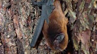 Eligen por votación a murciélago como “ave del año 2021″ y redes estallan en protesta