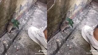 Astuta ratita se esconde debajo de una plantita al ver que un hombre iba a pisarla