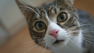 Mujer descubre que su gato tiene una “doble vida” con otra familia