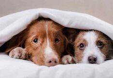 Año Nuevo: ¿cómo proteger a las mascotas de la pirotecnia?