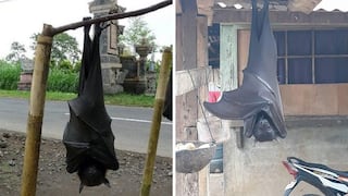 La verdad detrás del murciélago gigante cuya foto ha impactado en redes | FOTOS