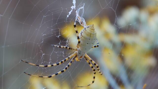Consejos y tips para mantener a las arañas alejadas de la casa