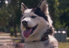 Crean collares inteligentes para perros que pueden predecir sismos