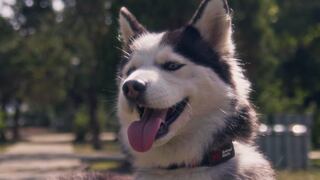 Crean collares inteligentes para perros que pueden predecir sismos