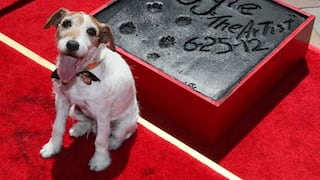 Uggie, el perro de 'The Artist', murió por cáncer 