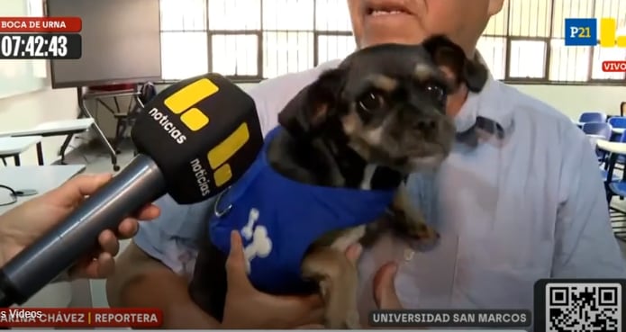 Perrita acompaña a miembro de mesa