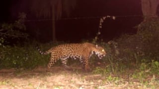 Tratan de capturar a un jaguar avistado cerca de aeropuerto 