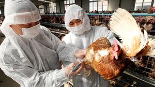 Conozca los riesgos de contagio de la gripe aviar en aves silvestres y en humanos