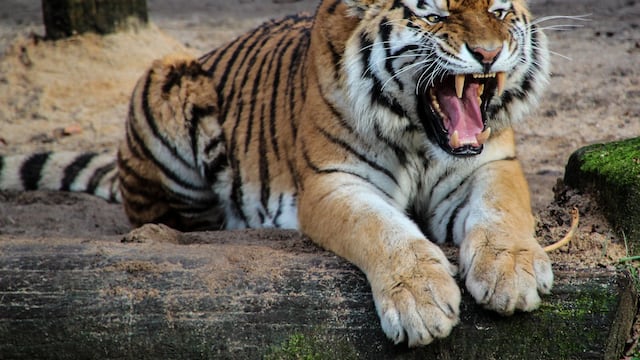 India: Al menos 200 personas abaten a un tigre “comehombres” que había matado a varias personas