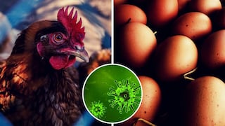 Coronavirus Perú: gallinas desarrollaron anticuerpos en sus huevos que podrían neutralizar al COVID-19 | VIDEO