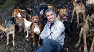 "El encantador de perros" es investigado por maltrato animal