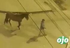 Capturan a sujeto que robó un caballo de una chacra en Lurín (VIDEO)