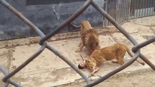 Chilenos asesinos y especistas matan a balazos a dos inocentes leones 