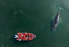 Lograron poner a salvo a la ballena “Timmy”