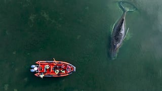 Lograron poner a salvo a la ballena “Timmy”