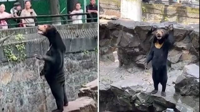 Zoológico saca cara por su oso y aclara que es real, no hombre disfrazado | VIDEO 