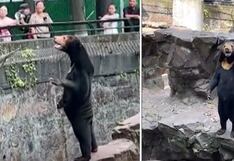 Zoológico saca cara por su oso y aclara que es real, no hombre disfrazado | VIDEO