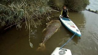 YouTube: Tres amigos encuentran gigantesco atún en río de Inglaterra [VIDEO]
