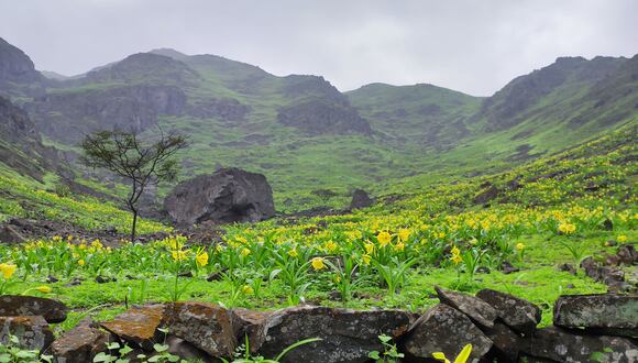 La Flor de Amancay, símbolo de nuestra ciudad, comienza a florecer en el mes de junio, cubriendo el paisaje invernal del santuario con su característico color amarillo.