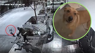 Valiente perrito defiende a su vecino cuando era asaltado en Ate (VIDEO)