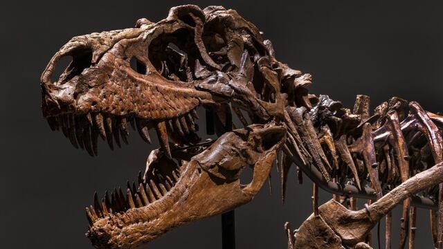 Pagan 6.1 millones de dólares por el esqueleto de un gorgosaurio
