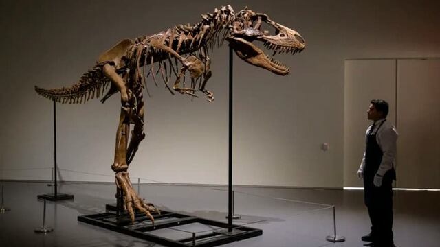 Apex está a la venta, el esqueleto bien conservado de un dinosaurio que vivió hace 150 millones de años