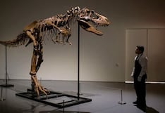 Apex está a la venta, el esqueleto bien conservado de un dinosaurio que vivió hace 150 millones de años