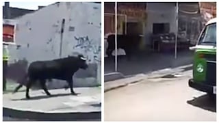 Toro se escapa de fiesta patronal y causa pánico (VIDEO)