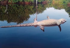 Denuncian asesinato de cocodrilo Tío Lucho, popular reptil de 50 años