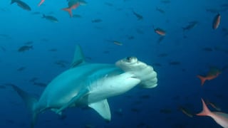 Crean santuario marino para proteger al tiburón martillo 