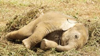 El momento en que un elefante bebé hace un ‘berrinche’ al lado de una vía 