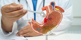 Stomach disease, doctor with human anatomy model for study diagnosis and treatment in hospital.