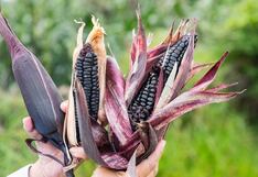 Maíz morado: un aliado natural para reducir la presión arterial y prevenir el cáncer