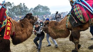 Hacen pelear a camellos, que acaban heridos, y dueño de animales jura que es “por amor” | VIDEO