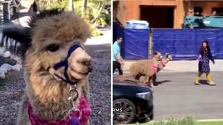 Dos alpacas son paseadas por un barrio de California durante el coronavirus | VIDEO