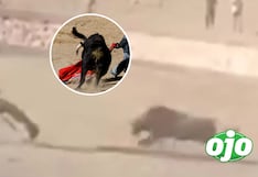 Padre de familia perdió la vida por embestidas de toro durante fiesta patronal por San Bartolomé en Cusco